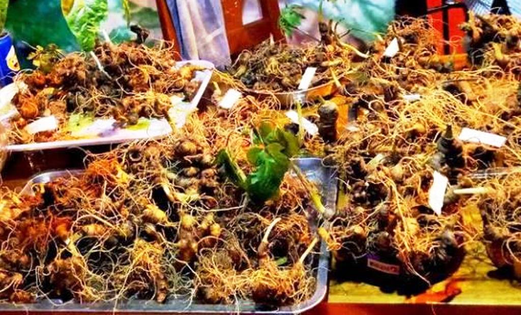 Đà Nẵng phát triển dược liệu theo hướng hiện đại, gắn với kinh tế tuần hoàn- Ảnh 2. Đà Nẵng phát triển dược liệu theo hướng hiện đại, gắn với kinh tế tuần hoàn- Ảnh 2.