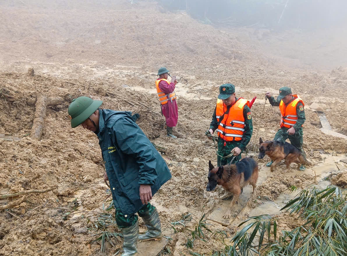 Tăng cường 'cảnh khuyển' tìm kiếm nạn nhân trong vụ sạt lở núi ở Đà Nẵng- Ảnh 4. Tăng cường 'cảnh khuyển' tìm kiếm nạn nhân trong vụ sạt lở núi ở Đà Nẵng- Ảnh 4.