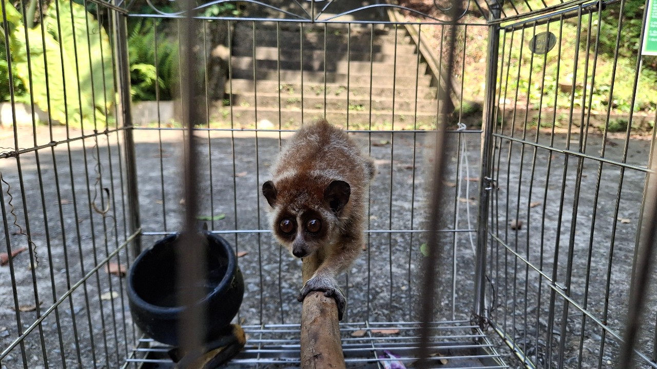 Bảo tồn động vật hoang dã: Từ chủ trương đến thực tiễn- Ảnh 1. Bảo tồn động vật hoang dã: Từ chủ trương đến thực tiễn- Ảnh 1.