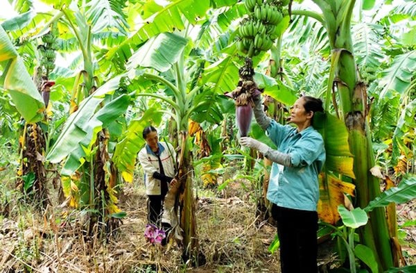 Kiến tạo nông thôn mới: Bứt phá từ nông nghiệp công nghệ cao và chuyển đổi số- Ảnh 2.