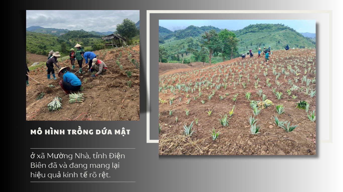 Đánh thức tiềm năng đồi rừng – Kinh tế vùng cao khởi sắc- Ảnh 3. Đánh thức tiềm năng đồi rừng – Kinh tế vùng cao khởi sắc- Ảnh 3.