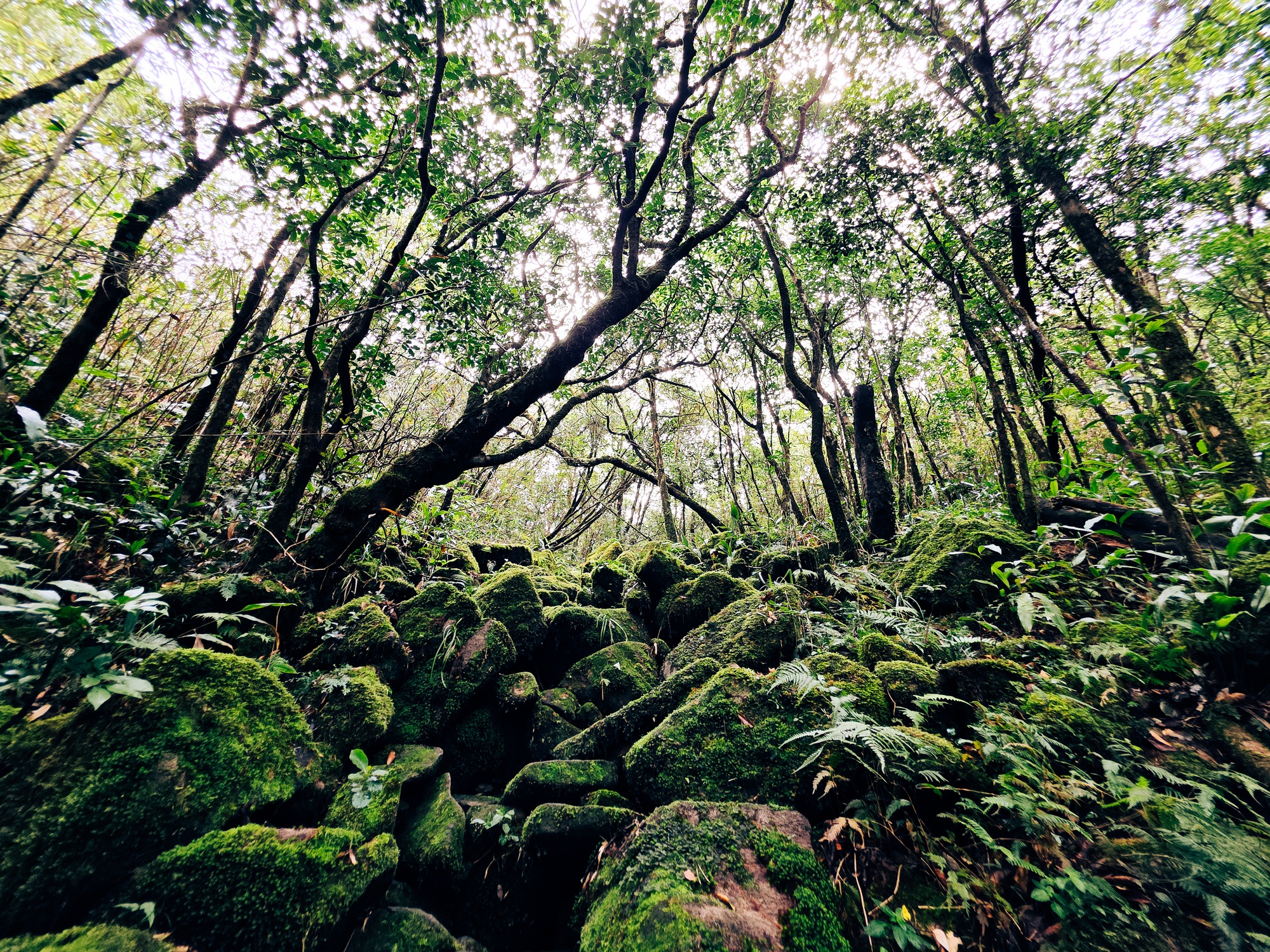 Ngắm biển mây cuồn cuộn, núi rừng nguyên sơ từ 'nóc nhà' Quảng Trị- Ảnh 5.