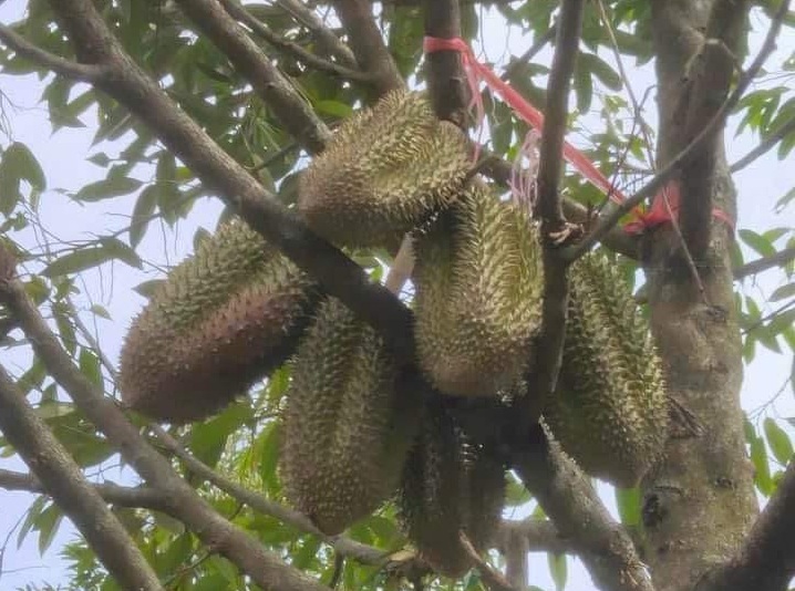 Sản xuất chất lượng đi đôi với minh bạch thị trường sầu riêng- Ảnh 1. Sản xuất chất lượng đi đôi với minh bạch thị trường sầu riêng- Ảnh 1.