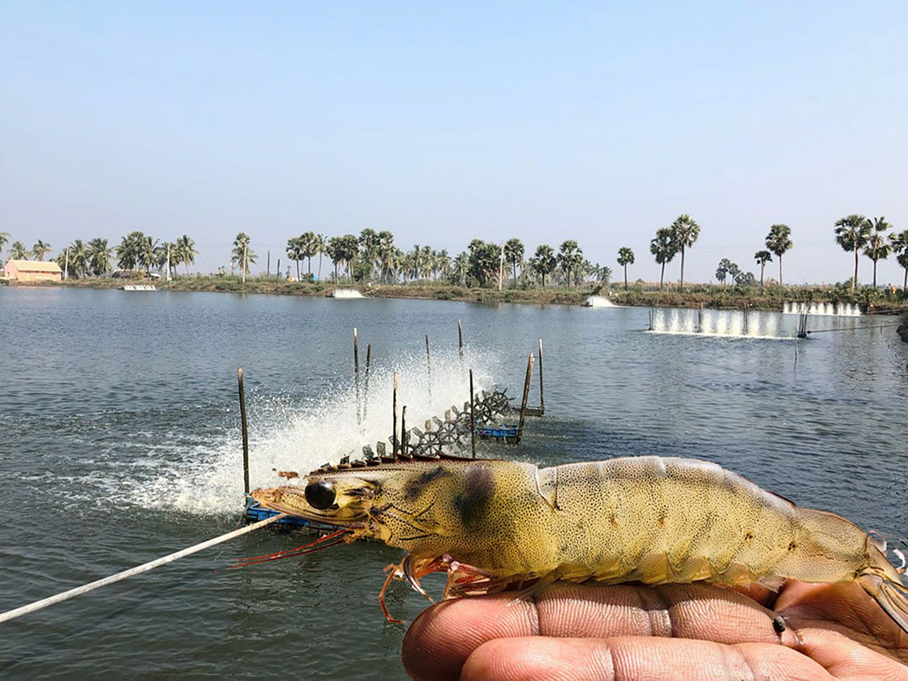 Thức ăn thủy sản De Heus đạt chuẩn quốc tế ASC: Bước tiến lớn trên hành trình phát triển bền vững- Ảnh 3.