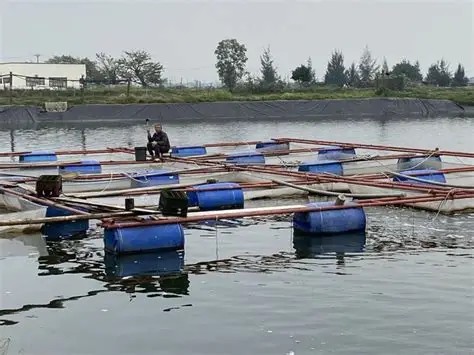 Tổng hợp nhu cầu giống, vật tư thủy sản để khôi phục sản xuất sau mưa lũ- Ảnh 1.