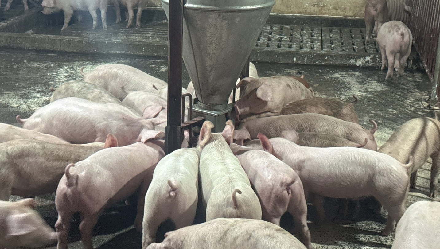 Chống dịch tả lợn châu Phi đi đôi với công tác tái đàn- Ảnh 1. Chống dịch tả lợn châu Phi đi đôi với công tác tái đàn- Ảnh 1.