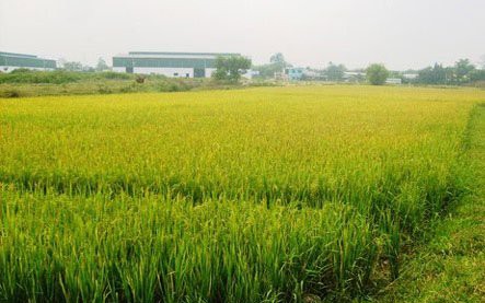 Điều kiện chuyển nhượng đất trồng lúa