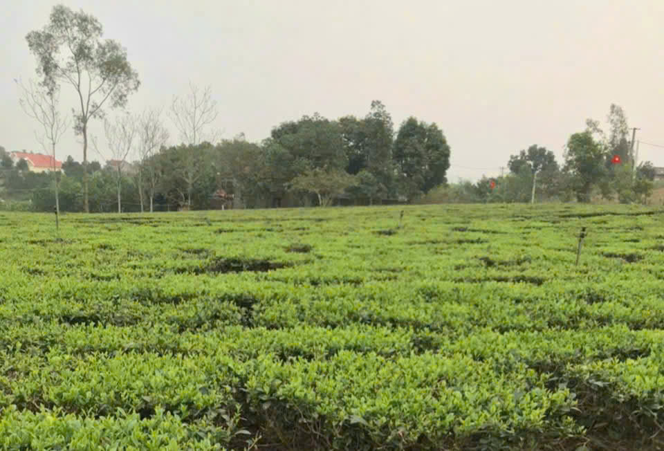 HTX Nông lâm nghiệp Bắc Sơn: Nâng tầm chè địa phương bằng chuỗi giá trị bền vững- Ảnh 2.
