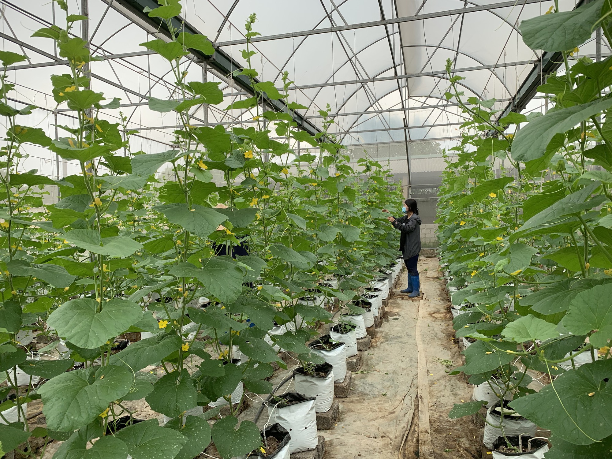 Từ phòng thí nghiệm ra đồng ruộng: Đưa KHCN phục vụ nông nghiệp, nông dân- Ảnh 1.