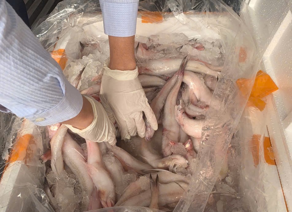 Phát hiện trên 10 tấn cá khoai chứa chất bảo quản cực độc- Ảnh 2.