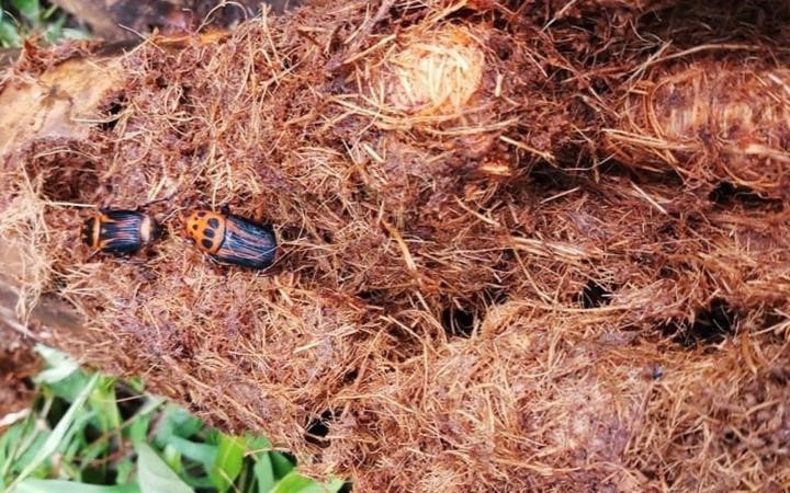 Có được phép nhân, nuôi đuông dừa?