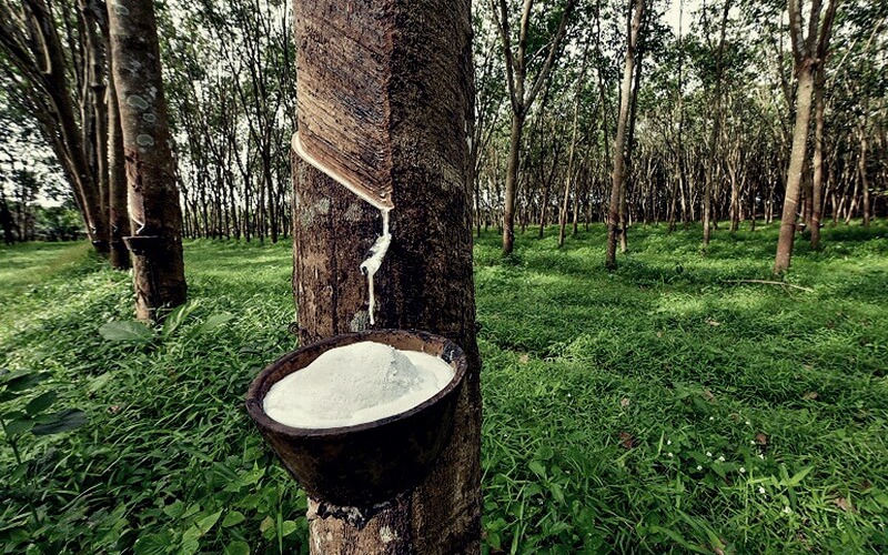 THỊ TRƯỜNG HÀNG HÓA: Thanh khoản mỏng, giá cao su đi ngang trong kỳ nghỉ Giáng sinh