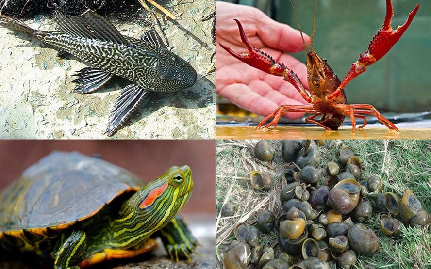 Tiêu chí xác định nguy cơ xâm hại của loài ngoại lai