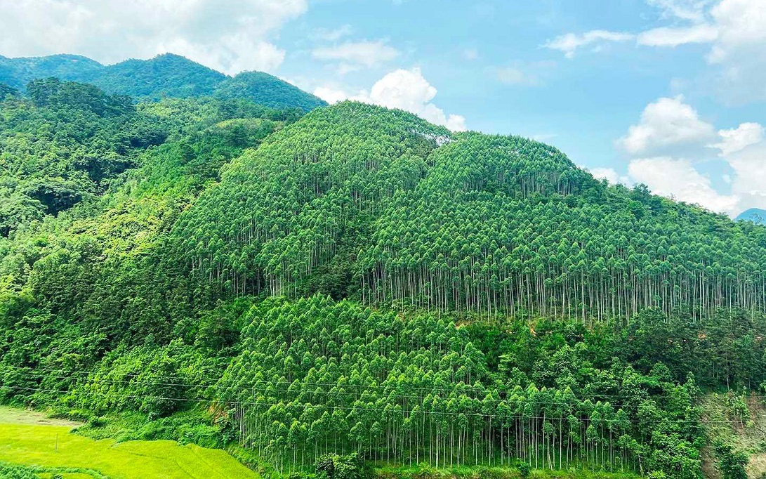 Nâng cao ý thức trồng cây xanh sau '1 tỷ cây xanh Việt Nam'