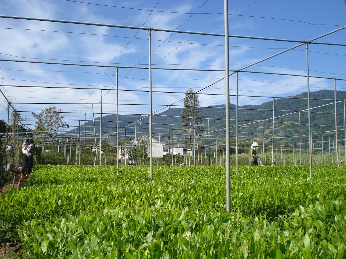 Ngành nông nghiệp vực dậy sản xuất sau thiên tai- Ảnh 1.