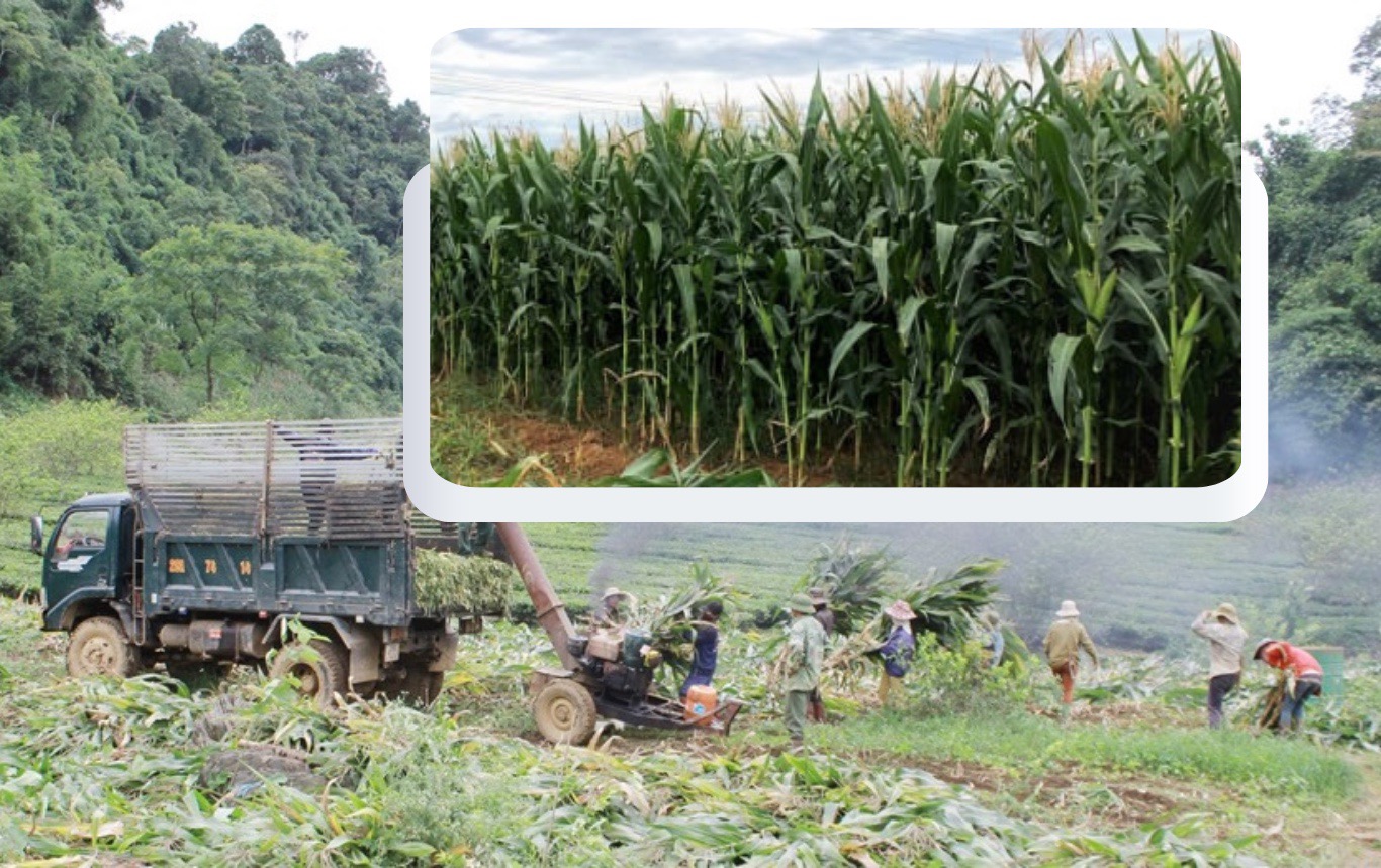 Khởi sắc mùa vụ mới - Nâng cao sinh kế đồng bào vùng cao- Ảnh 1.