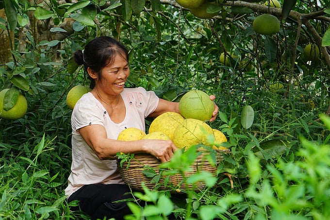 Hiện đại hóa kiểm dịch thực vật để thúc đẩy thương mại các sản phẩm cây trồng- Ảnh 1.