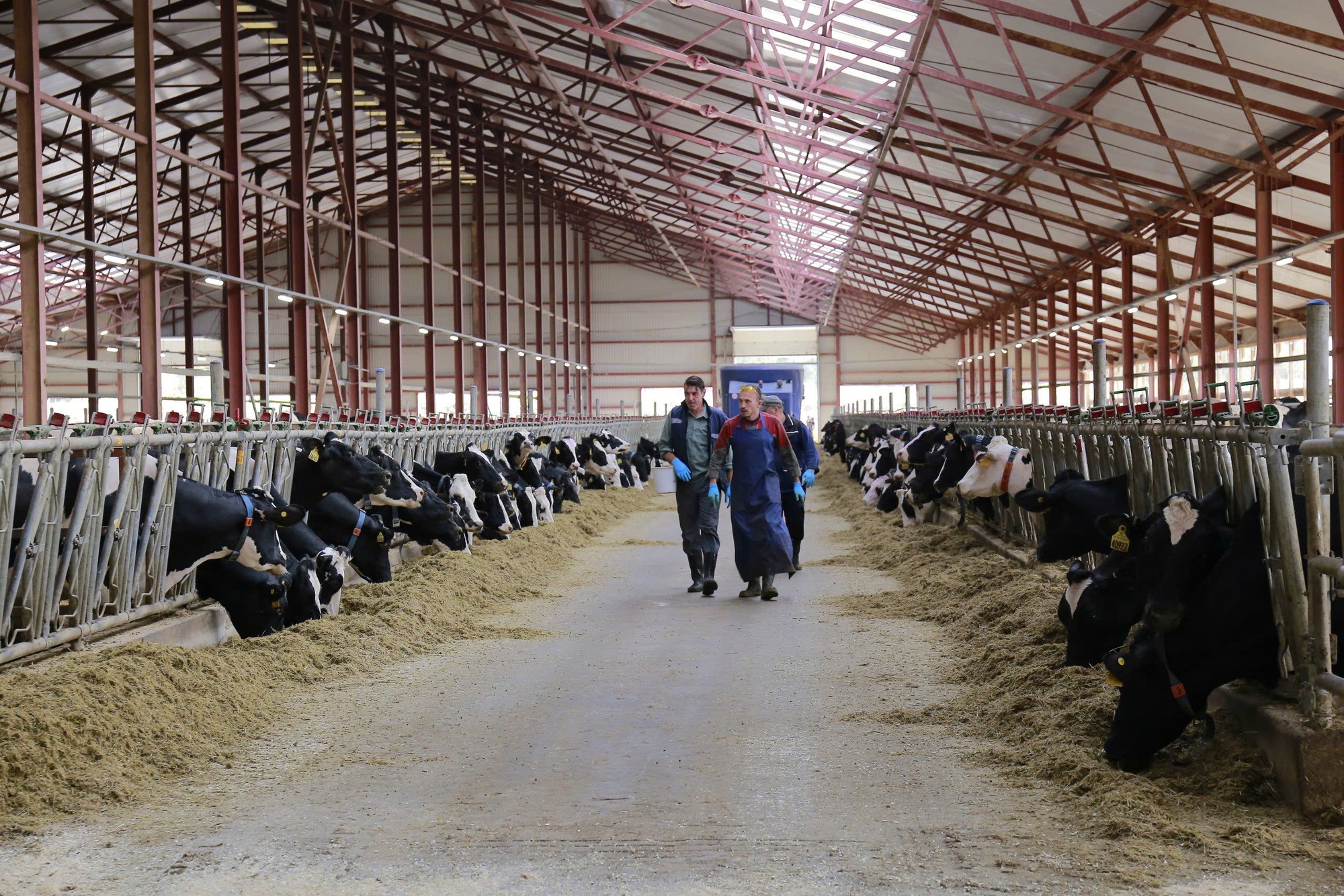 TH true MILK chính thức vận hành nhà máy sữa tươi tại Liên bang Nga- Ảnh 3. TH true MILK chính thức vận hành nhà máy sữa tươi tại Liên bang Nga- Ảnh 3.