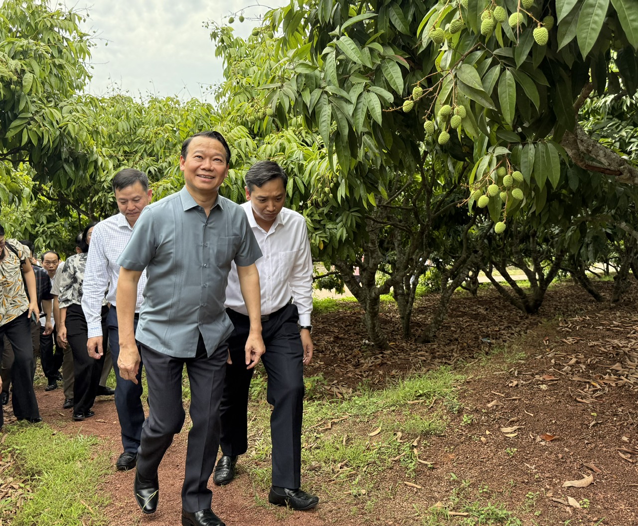 Sẵn sàng cho vụ vải thiều 2025- Ảnh 1. Sẵn sàng cho vụ vải thiều 2025- Ảnh 1.