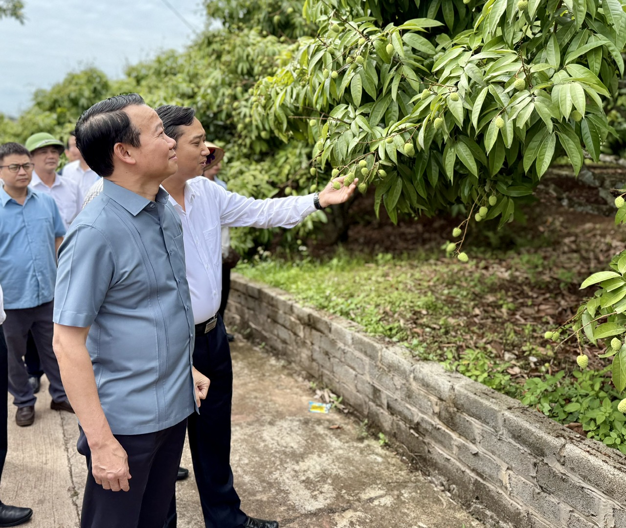 Tăng cường liên kết chuỗi và chế biến nâng cao giá trị quả vải- Ảnh 3. Tăng cường liên kết chuỗi và chế biến nâng cao giá trị quả vải- Ảnh 3.