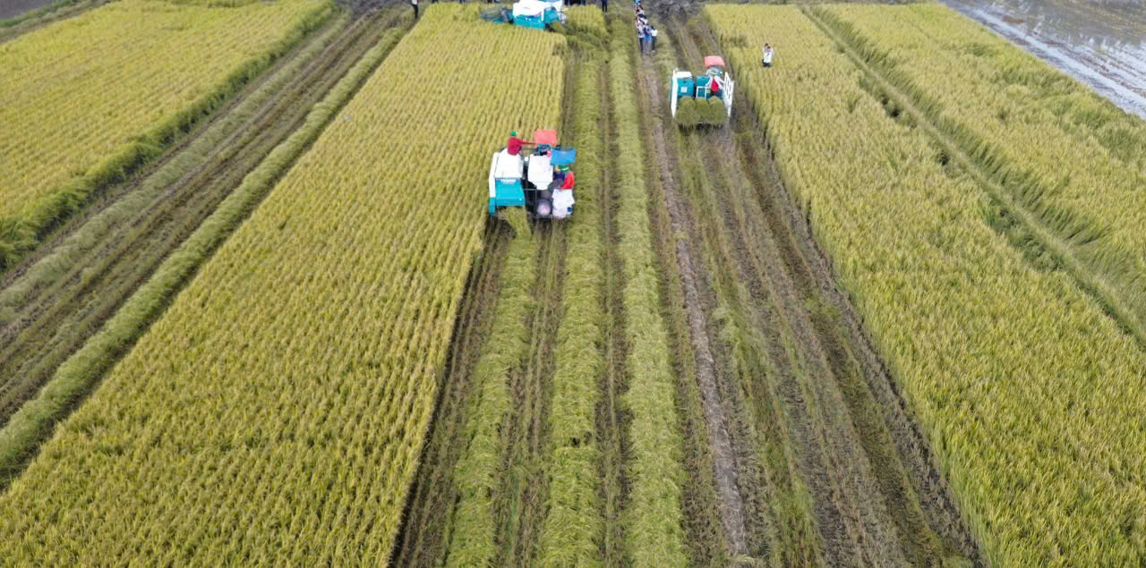 Khoa học công nghệ mở đường cho Đề án 1 triệu ha lúa 'xanh'- Ảnh 1. Khoa học công nghệ mở đường cho Đề án 1 triệu ha lúa 'xanh'- Ảnh 1.