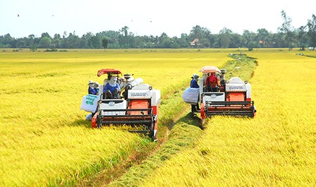 Phát triển bền vững và giảm phát thải trong sản xuất lúa gạo- Ảnh 1. Phát triển bền vững và giảm phát thải trong sản xuất lúa gạo- Ảnh 1.