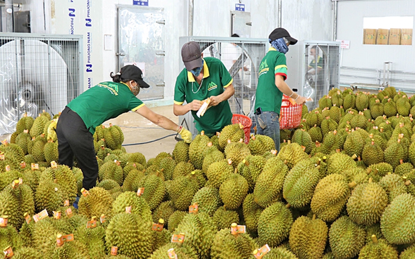 Xử lý thông tin "Sầu riêng vẫn loay hoay giải quyết chất vàng O"