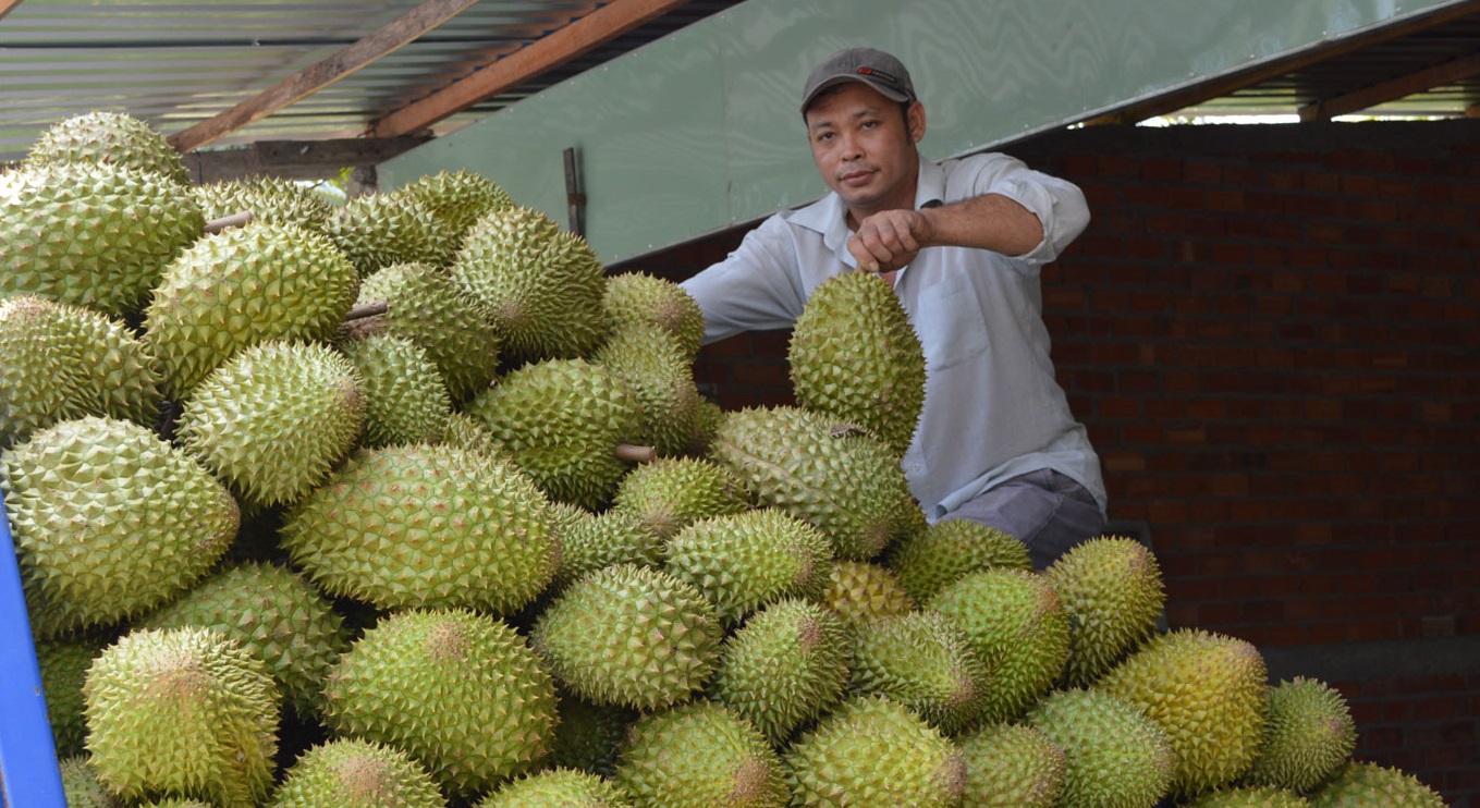 Tiền Giang áp dụng hiệu quả nhiều biện pháp kỹ thuật phát triển sầu riêng- Ảnh 1. Tiền Giang áp dụng hiệu quả nhiều biện pháp kỹ thuật phát triển sầu riêng- Ảnh 1.