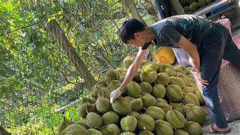 Lối mở cho phát triển bền vững ngành sầu riêng- Ảnh 1. Lối mở cho phát triển bền vững ngành sầu riêng- Ảnh 1.