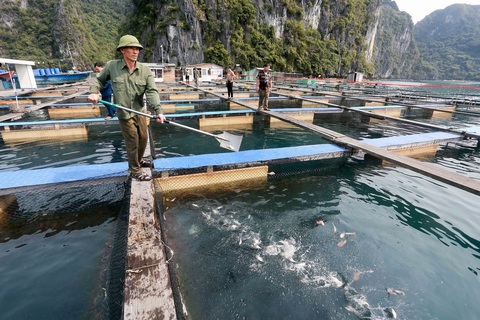 Nuôi biển công nghệ cao góp phần phát triển bền vững ngành thủy sản
- Ảnh 1. Nuôi biển công nghệ cao góp phần phát triển bền vững ngành thủy sản
- Ảnh 1.