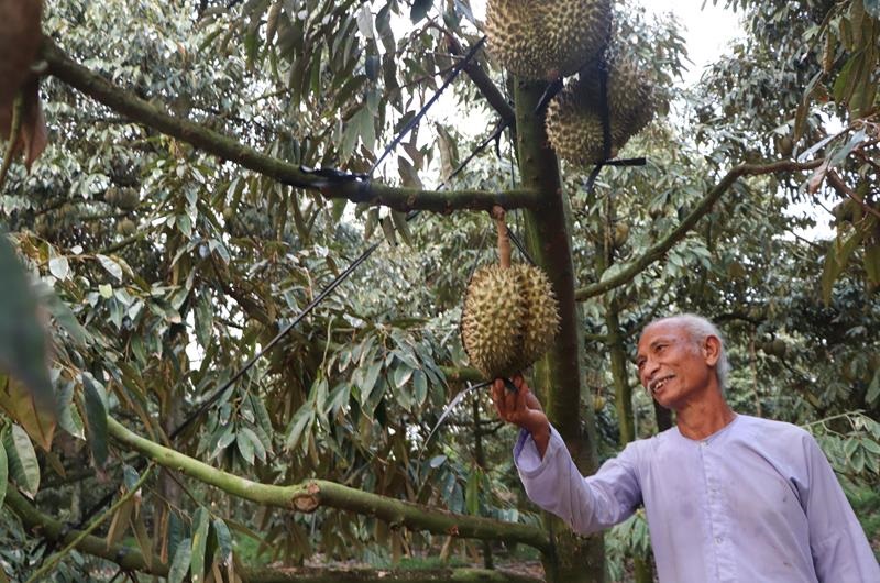 Cần chiến lược phát triển bền vững sản phẩm sầu riêng- Ảnh 1. Cần chiến lược phát triển bền vững sản phẩm sầu riêng- Ảnh 1.