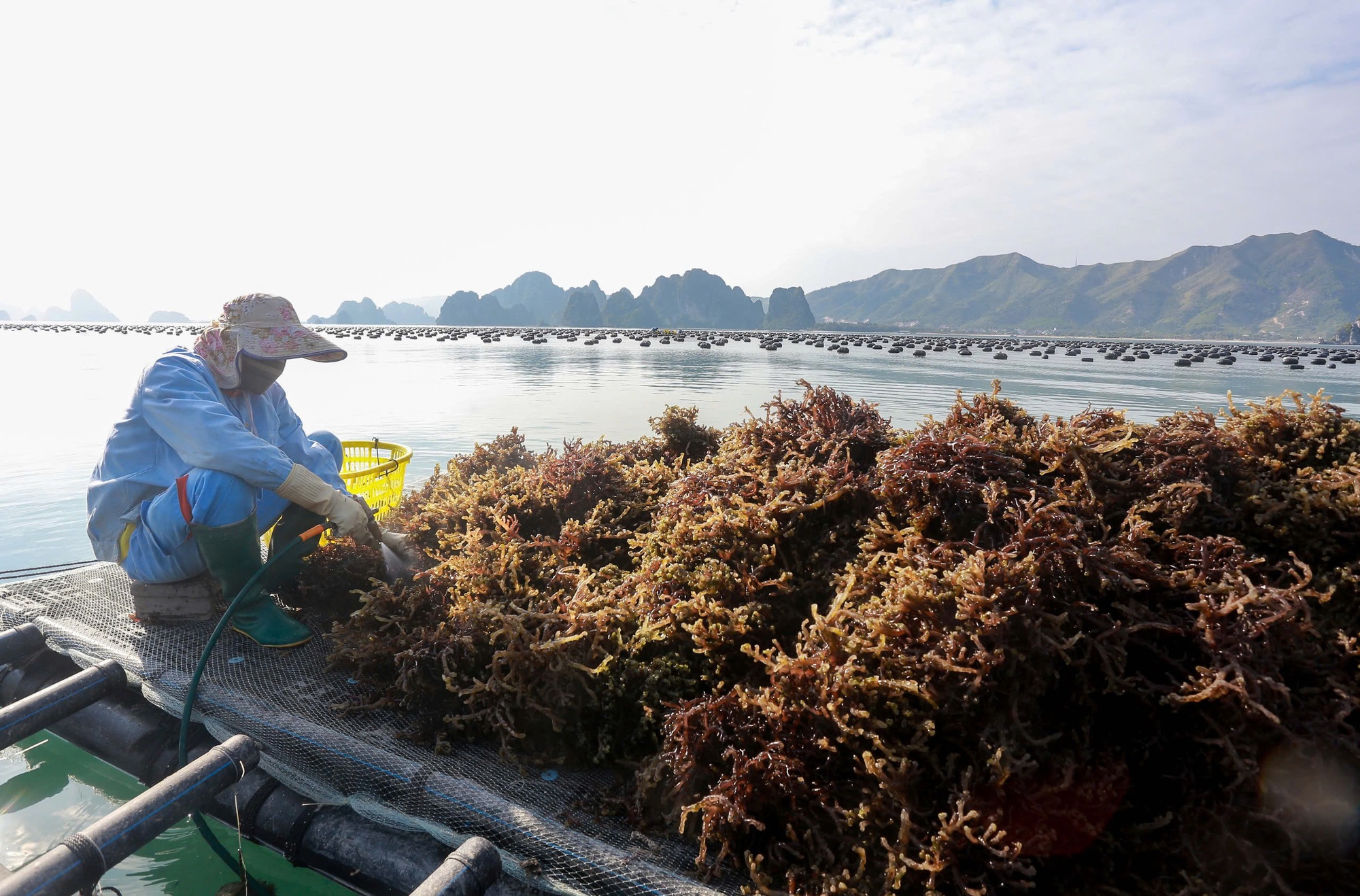 Phát triển các ngành hàng nông, lâm, thủy sản dựa trên sự đa dạng thị trường- Ảnh 1. Phát triển các ngành hàng nông, lâm, thủy sản dựa trên sự đa dạng thị trường- Ảnh 1.