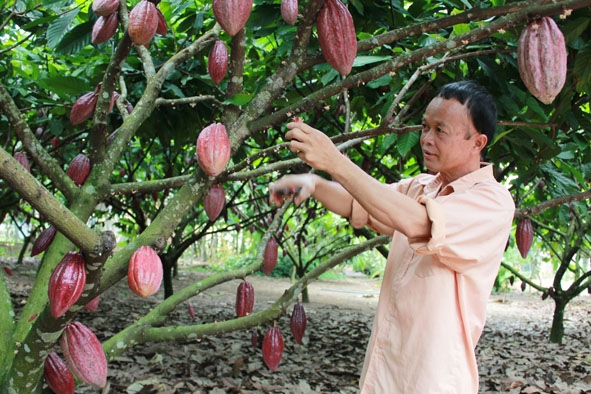 Những thác thức của ngành ca cao trước sự tăng trưởng nóng- Ảnh 1. Những thác thức của ngành ca cao trước sự tăng trưởng nóng- Ảnh 1.