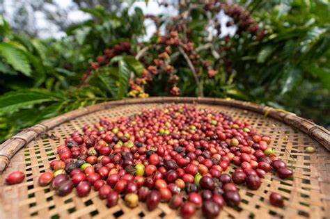 Chủ động thích ứng để giữ tăng trưởng bền vững cho ngành cà phê- Ảnh 1. Chủ động thích ứng để giữ tăng trưởng bền vững cho ngành cà phê- Ảnh 1.