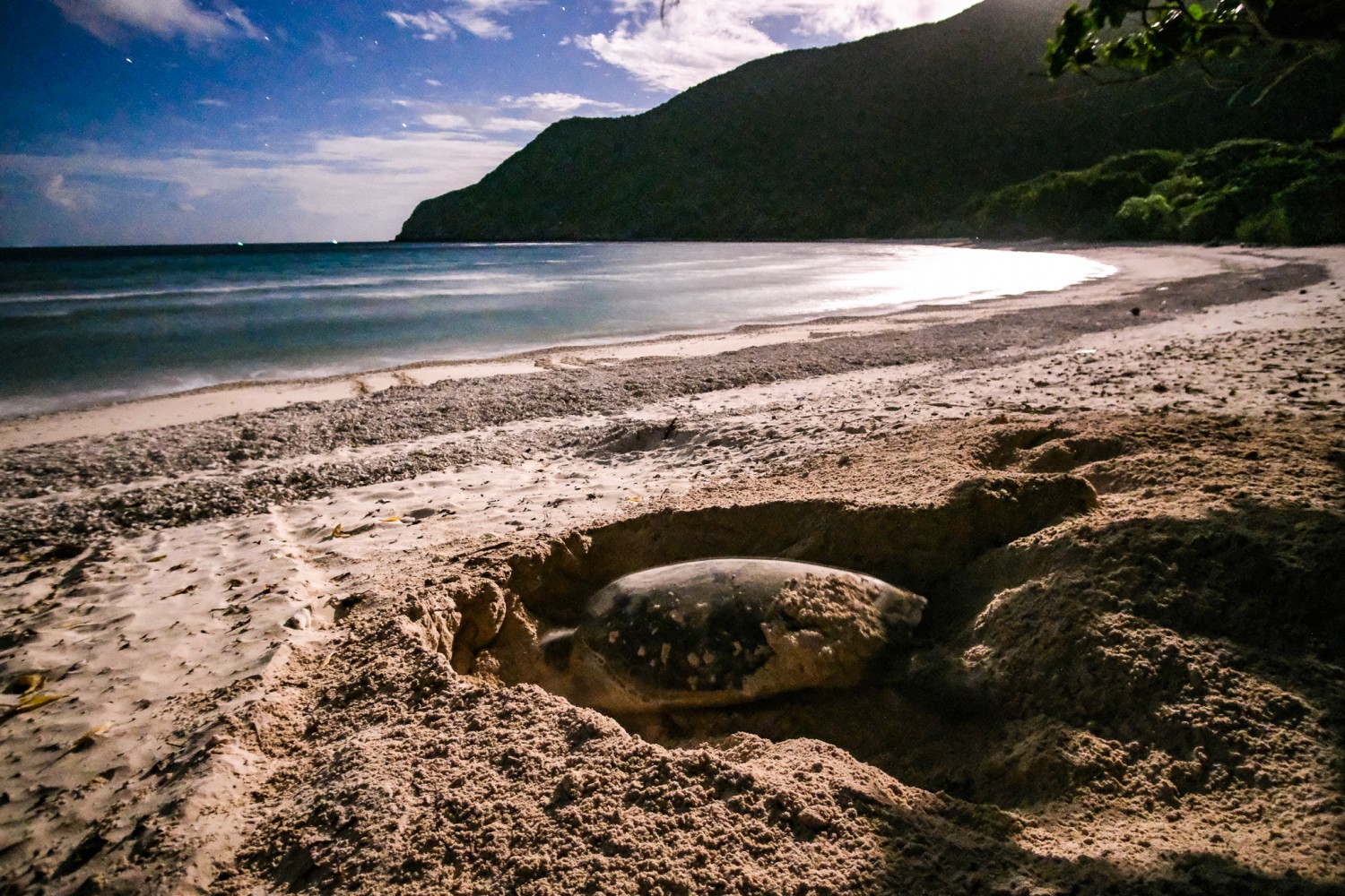 Pencapaian yang membanggakan: Lebih daripada 30,000 penyu laut dilepaskan ke lautan di Con Dao - Foto 1. Cột mốc đáng tự hào: Hơn 30.000 cá thể rùa biển được thả về đại dương tại Côn Đảo- Ảnh 1.