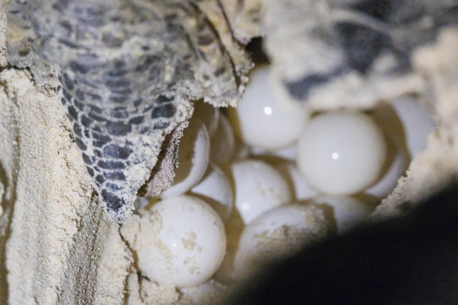 Pencapaian yang membanggakan: Lebih daripada 30,000 penyu laut dilepaskan ke lautan di Con Dao - Foto 2. Cột mốc đáng tự hào: Hơn 30.000 cá thể rùa biển được thả về đại dương tại Côn Đảo- Ảnh 2.