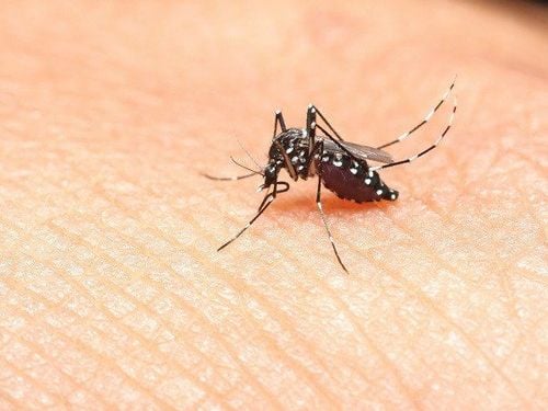 Dịch sốt xuất huyết 'vào mùa' cao điểm- Ảnh 1. Dịch sốt xuất huyết 'vào mùa' cao điểm- Ảnh 1.