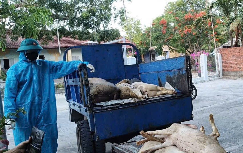 Đà Nẵng khoanh vùng, ngăn chặn sự lây lan dịch tả lợn châu Phi- Ảnh 1. Đà Nẵng khoanh vùng, ngăn chặn sự lây lan dịch tả lợn châu Phi- Ảnh 1.