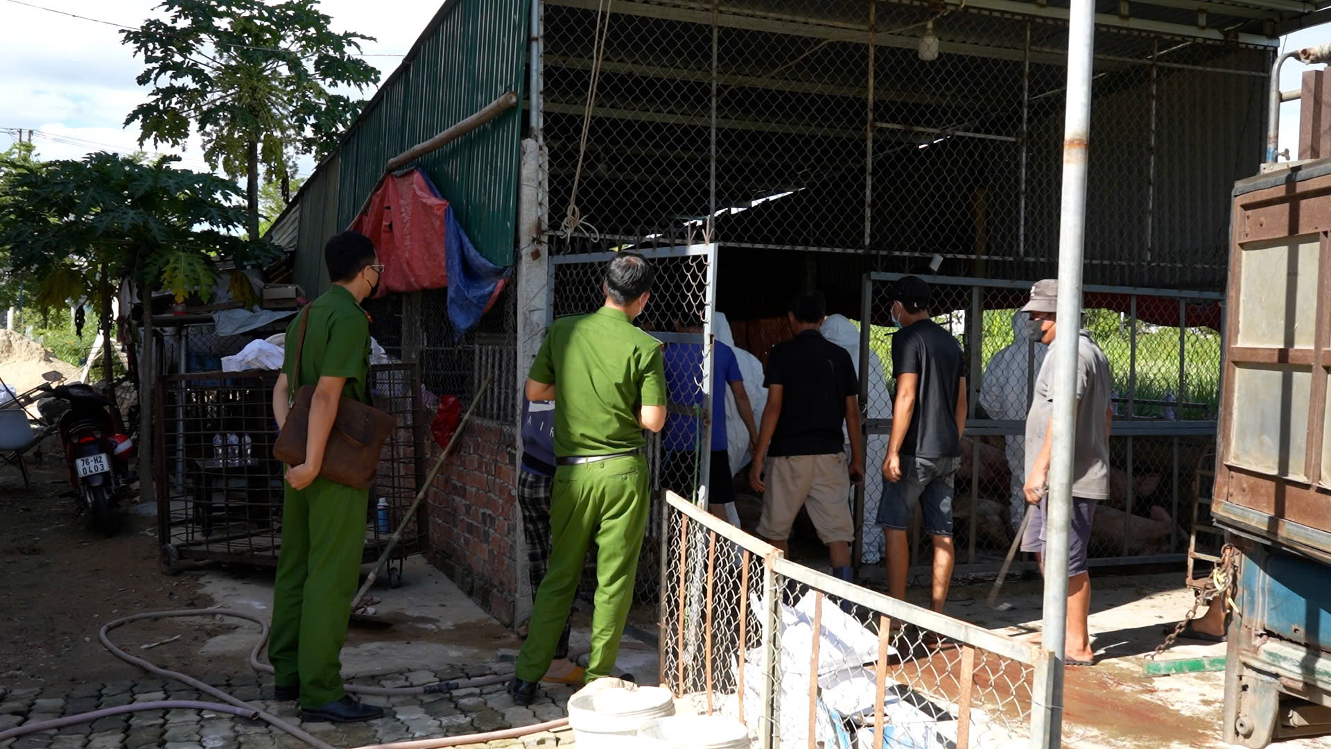 Quảng Ngãi: Phát hiện cơ sở thu mua lợn nhiễm dịch tả lợn châu Phi- Ảnh 2. Quảng Ngãi: Phát hiện cơ sở thu mua lợn nhiễm dịch tả lợn châu Phi- Ảnh 2.