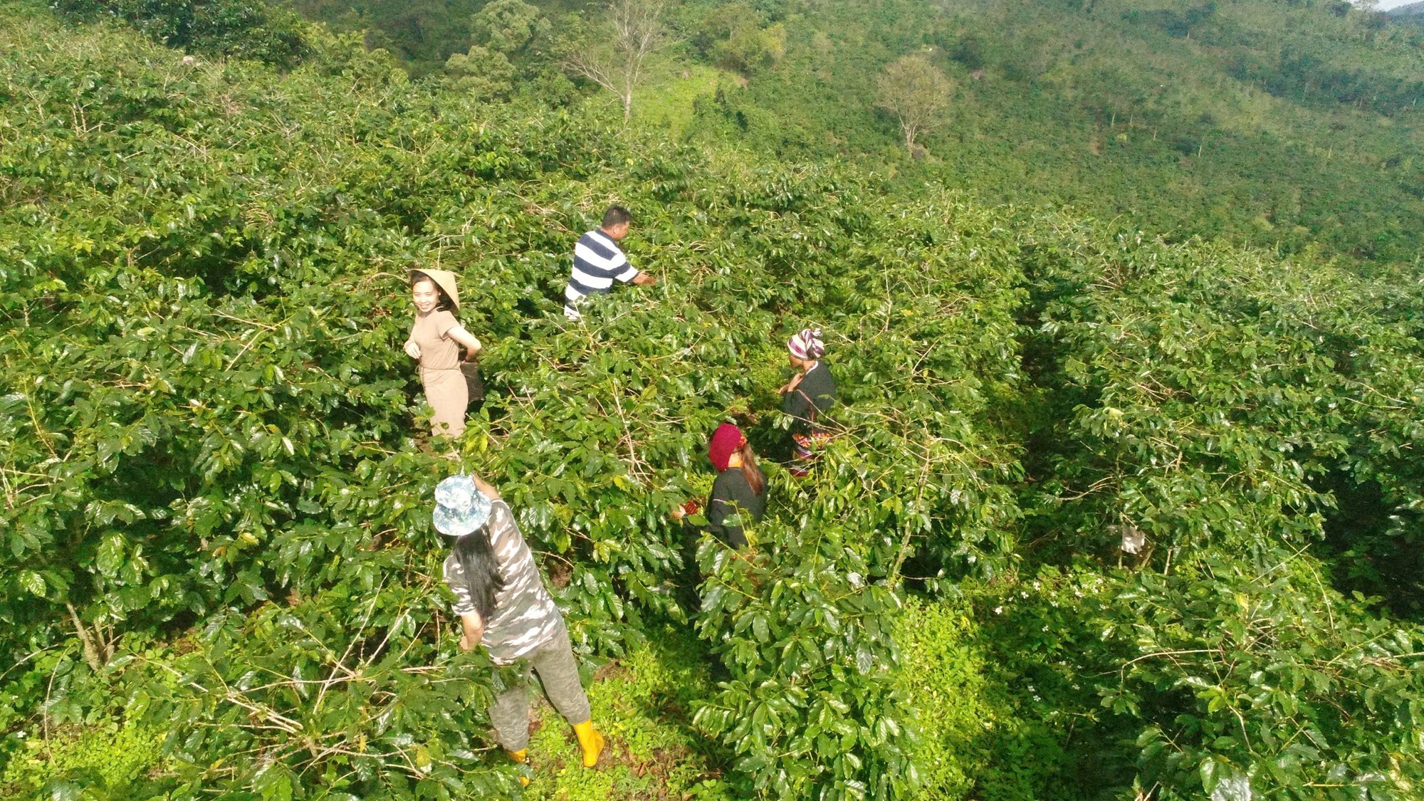 Khe Sanh (Quảng Trị) – Nơi mỗi hạt cà phê mang trong mình 'linh hồn' của đất và người- Ảnh 6. Khe Sanh (Quảng Trị) – Nơi mỗi hạt cà phê mang trong mình 'linh hồn' của đất và người- Ảnh 6.