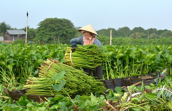 Phòng ngừa, khoanh vùng từ sớm để quản lý loài ngoại lai xâm hại- Ảnh 1. Phòng ngừa, khoanh vùng từ sớm để quản lý loài ngoại lai xâm hại- Ảnh 1.