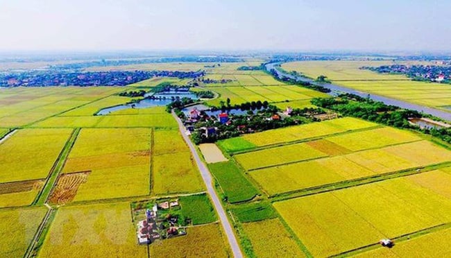 Kéo dài thời hạn miễn thuế sử dụng đất nông nghiệp- Ảnh 1. Kéo dài thời hạn miễn thuế sử dụng đất nông nghiệp- Ảnh 1.