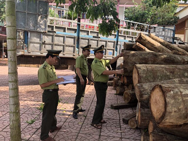 3 hình thức kiểm tra, truy xuất nguồn gốc lâm sản- Ảnh 1. 3 hình thức kiểm tra, truy xuất nguồn gốc lâm sản- Ảnh 1.