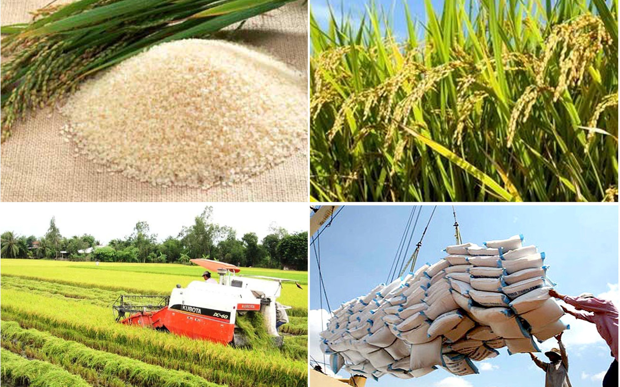 Nghiên cứu thông tin về giải pháp để gạo Việt giữ vị trí xuất khẩu thứ hai thế giới