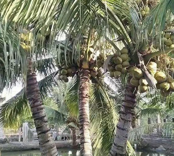 Sự trỗi dậy mạnh mẽ của ngành dừa Việt Nam- Ảnh 1.