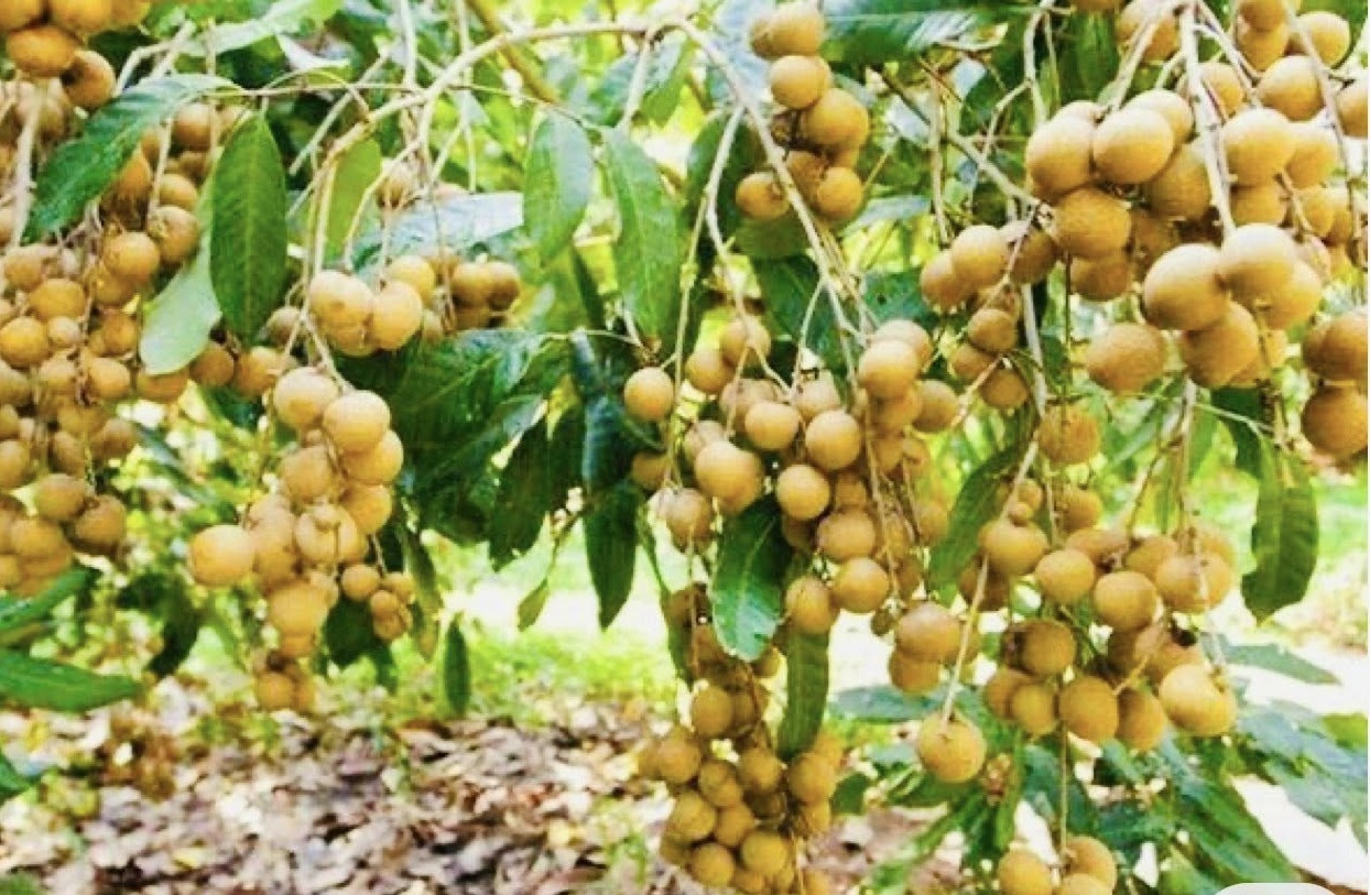 Vụ nhãn Hưng Yên 2025: Sản lượng vượt 50.000 tấn, trên 60% đạt chuẩn VietGAP và hữu cơ- Ảnh 1.
