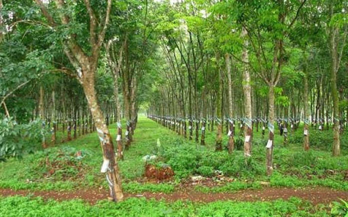 Doanh nghiệp có được chuyển đất trồng cây lâu năm thành đất ở?