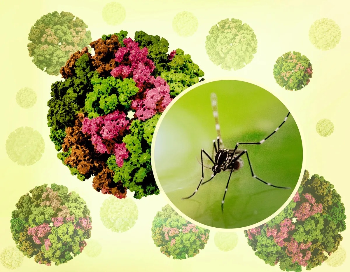 Việt Nam chưa ghi nhận ca mắc Chikungunya- Ảnh 1. Việt Nam chưa ghi nhận ca mắc Chikungunya- Ảnh 1.