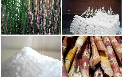 Nghiên cứu hỗ trợ doanh nghiệp mía đường duy trì sản xuất bền vững
