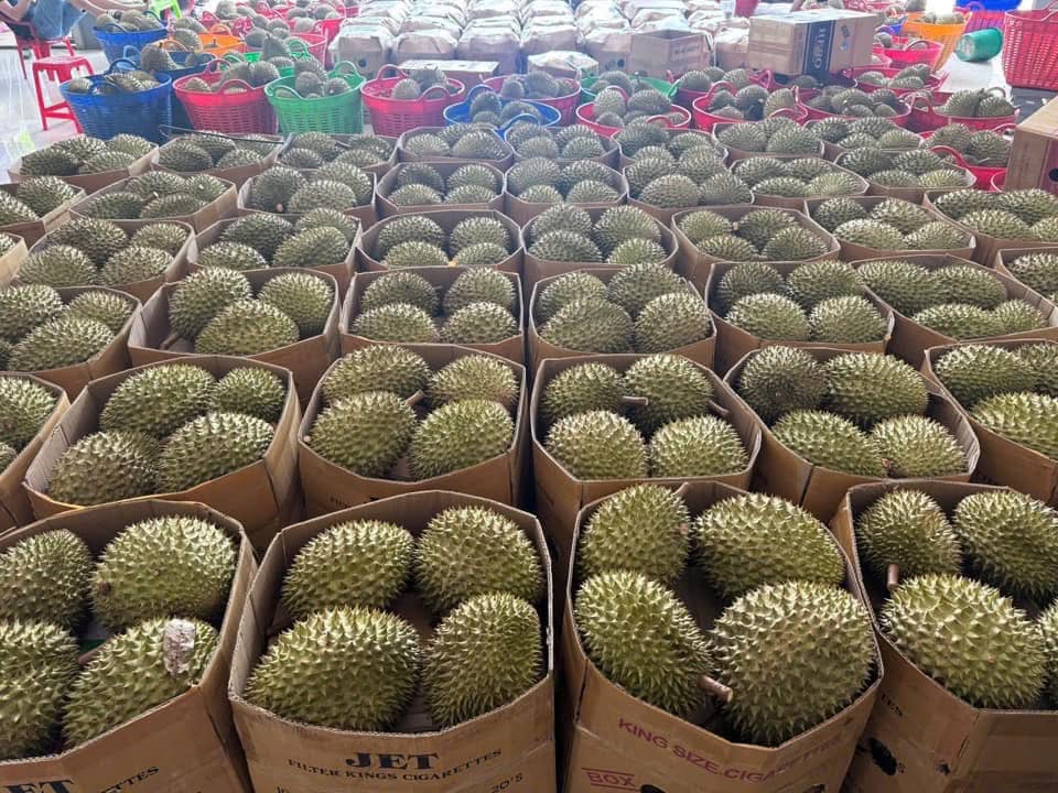 Sầu riêng tươi xuất khẩu có quy trình ATTP thống nhất toàn quốc- Ảnh 1. Sầu riêng tươi xuất khẩu có quy trình ATTP thống nhất toàn quốc- Ảnh 1.